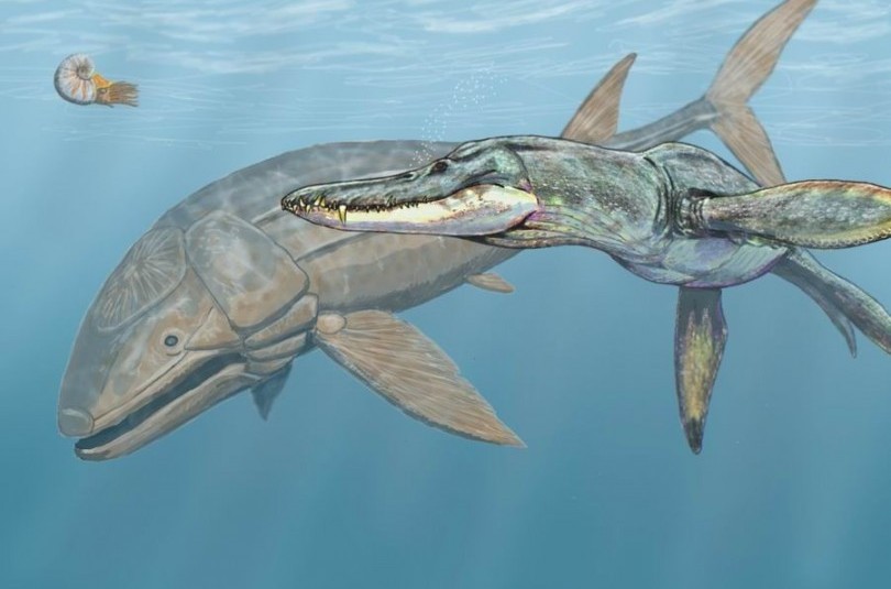 Лиоплевродон